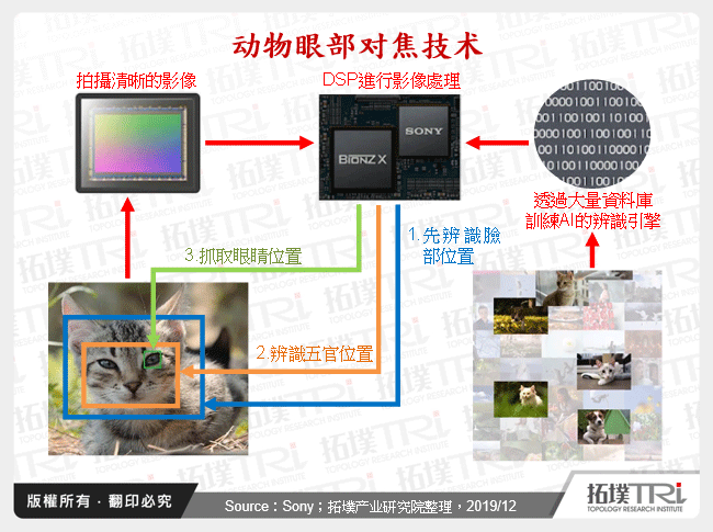 动物眼部对焦技术